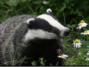 Badgers Have Friends