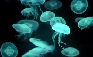 Do You Know Jellyfish?