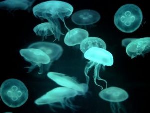 Do You Know Jellyfish?