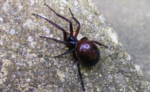 False Widow Spider Count On Rise